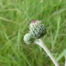 Cirsium tuberosum (L.) All. Asteraceae- Cirse tubéreux