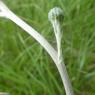 Cirsium tuberosum (L.) All. Asteraceae- Cirse tubéreux