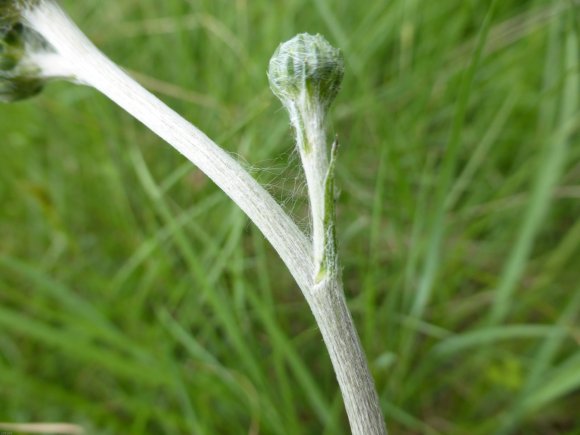 Cirsium tuberosum (L.) All. Asteraceae- Cirse tubéreux