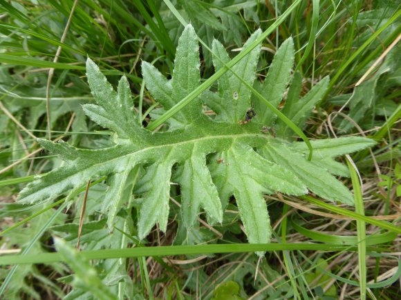 Cirsium tuberosum (L.) All. Asteraceae- Cirse tubéreux