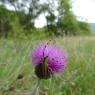 Cirsium tuberosum (L.) All. Asteraceae- Cirse tubéreux