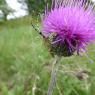 Cirsium tuberosum (L.) All. Asteraceae- Cirse tubéreux