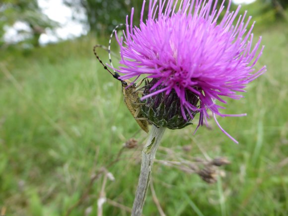 Cirsium tuberosum (L.) All. Asteraceae- Cirse tubéreux