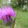 Cirsium tuberosum (L.) All. Asteraceae- Cirse tubéreux