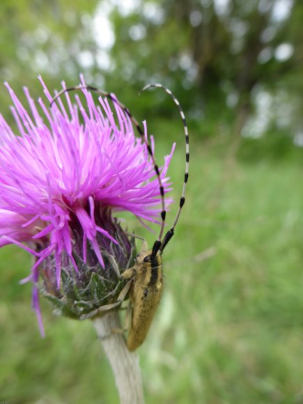 Cirsium tuberosum (L.) All. Asteraceae- Cirse tubéreux