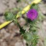 Cirsium vulgare (Savi) Ten Asteraceae - Cirse commun