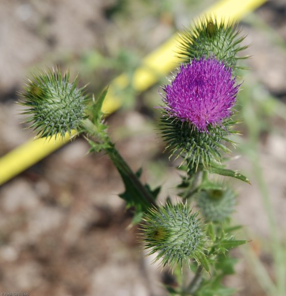 Cirsium vulgare (Savi) Ten Asteraceae - Cirse commun