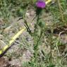 Cirsium vulgare (Savi) Ten Asteraceae - Cirse commun