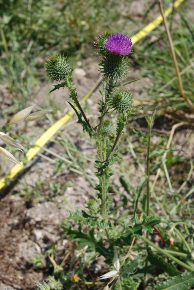 Cirsium vulgare (Savi) Ten Asteraceae - Cirse commun