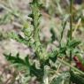 Cirsium vulgare (Savi) Ten Asteraceae - Cirse commun