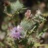 Cirsium vulgare (Savi) Ten Asteraceae - Cirse commun