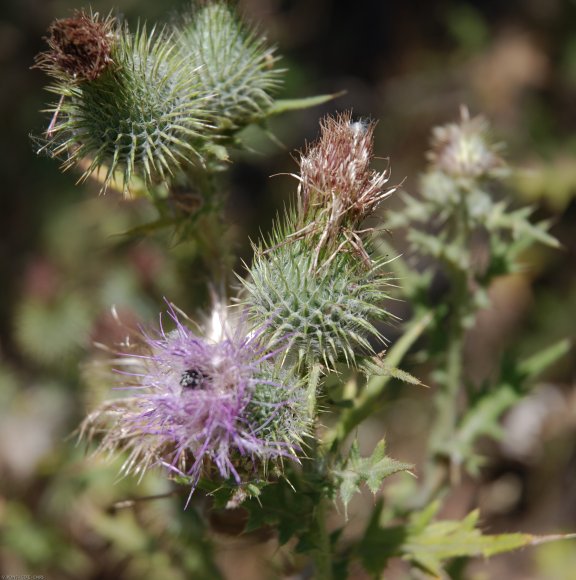 Cirsium vulgare (Savi) Ten Asteraceae - Cirse commun