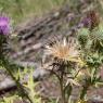 Cirsium vulgare (Savi) Ten Asteraceae - Cirse commun