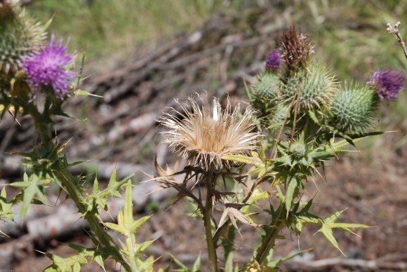 Cirsium vulgare (Savi) Ten Asteraceae - Cirse commun