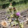 Cirsium vulgare (Savi) Ten Asteraceae - Cirse commun