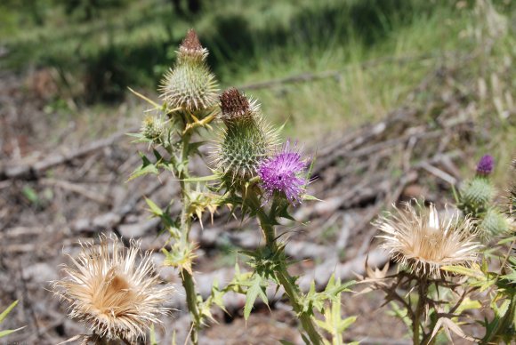 Cirsium vulgare (Savi) Ten Asteraceae - Cirse commun