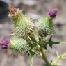 Cirsium vulgare (Savi) Ten Asteraceae - Cirse commun