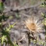 Cirsium vulgare (Savi) Ten Asteraceae - Cirse commun