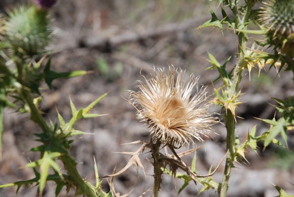 Cirsium vulgare (Savi) Ten Asteraceae - Cirse commun