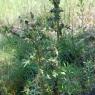 Cirsium vulgare (Savi) Ten Asteraceae - Cirse commun