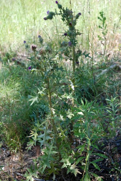 Cirsium vulgare (Savi) Ten Asteraceae - Cirse commun