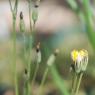 Crepis bursifolia L. Asteraceae - Crépis à feuille de capselle