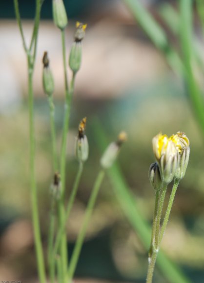 Crepis bursifolia L. Asteraceae - Crépis à feuille de capselle