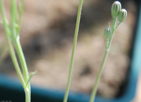 Crepis bursifolia L. Asteraceae - Crépis à feuille de capselle