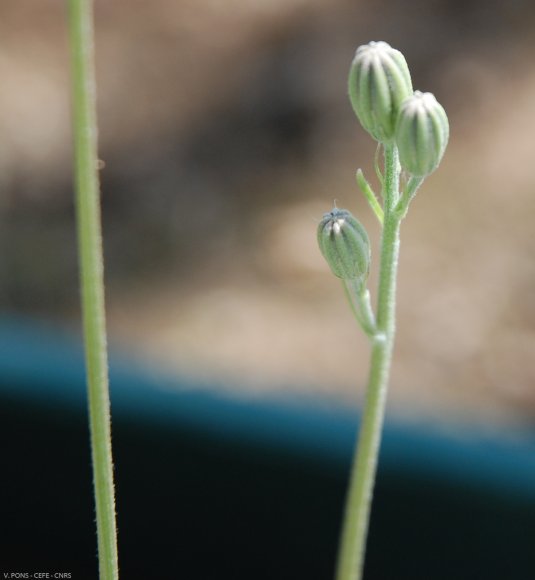 Crepis bursifolia L. Asteraceae - Crépis à feuille de capselle