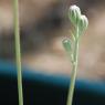 Crepis bursifolia