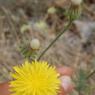 Crepis nicaeensis Balb. Asteraceae - Crépis de Nice