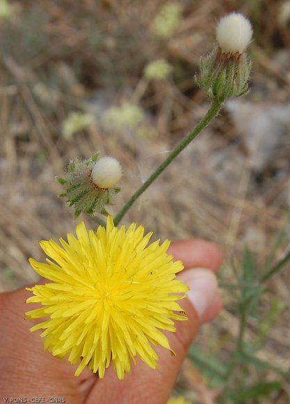 Crepis nicaeensis Balb. Asteraceae - Crépis de Nice