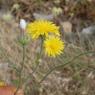 Crepis nicaeensis Balb. Asteraceae - Crépis de Nice