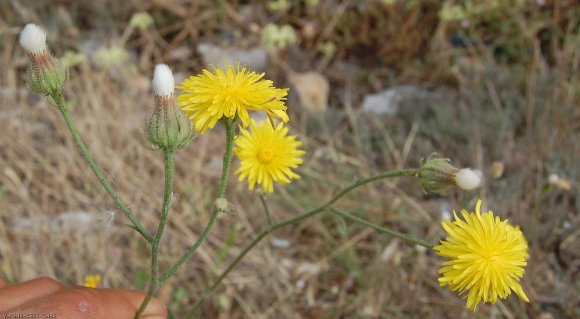 Crepis nicaeensis Balb. Asteraceae - Crépis de Nice