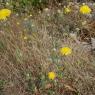 Crepis nicaeensis Balb. Asteraceae - Crépis de Nice