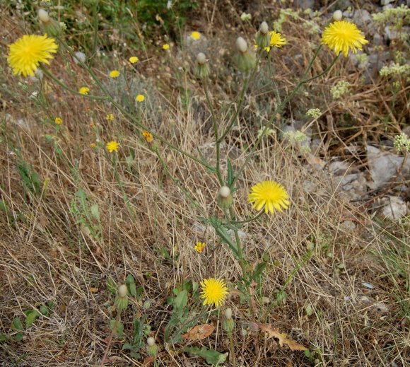 Crepis nicaeensis Balb. Asteraceae - Crépis de Nice