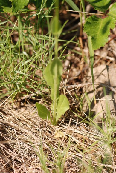 Crepis pulchra L. Asteraceae - Crépide jolie