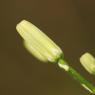 Crepis pulchra L. Asteraceae - Crépide jolie