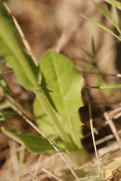 Crepis pulchra L. Asteraceae - Crépide jolie