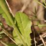 Crepis pulchra