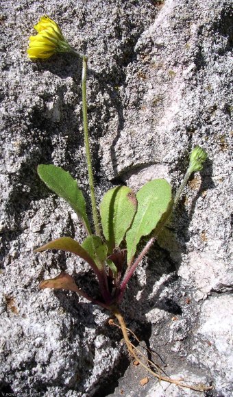 Crepis sancta (L.) Bornm. Asteraceae - Crépide sainte