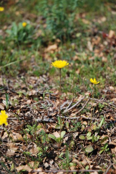 Crepis sancta (L.) Bornm. Asteraceae - Crépide sainte