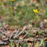 Crepis sancta (L.) Bornm. Asteraceae - Crépide sainte