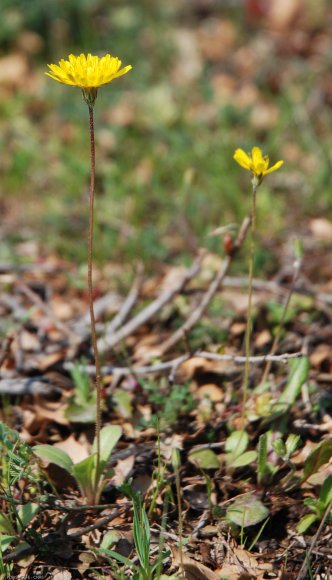 Crepis sancta (L.) Bornm. Asteraceae - Crépide sainte