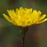 Crepis sancta (L.) Bornm. Asteraceae - Crépide sainte