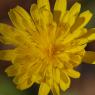 Crepis sancta (L.) Bornm. Asteraceae - Crépide sainte