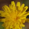 Crepis sancta (L.) Bornm. Asteraceae - Crépide sainte