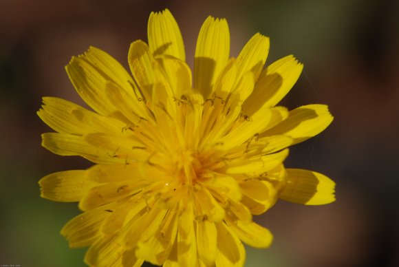 Crepis sancta (L.) Bornm. Asteraceae - Crépide sainte