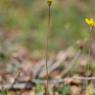 Crepis sancta (L.) Bornm. Asteraceae - Crépide sainte