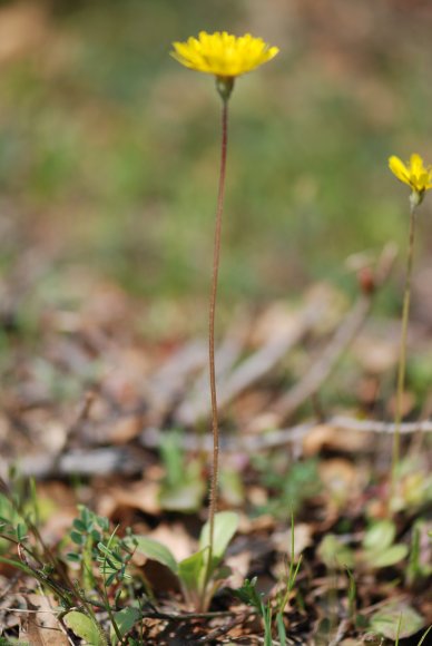 Crepis sancta (L.) Bornm. Asteraceae - Crépide sainte